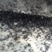Outbreak of dark-winged fungus gnats in Trongsa