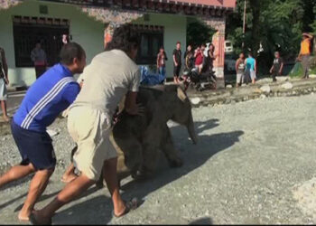 Elephant calf rescued in Gelegphu