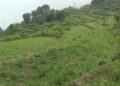 Insufficient irrigation water hinders paddy cultivation in Chagsakhar