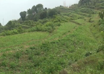 Insufficient irrigation water hinders paddy cultivation in Chagsakhar