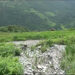 Wastewater MHPA tunnel affects paddy yield in Changrey