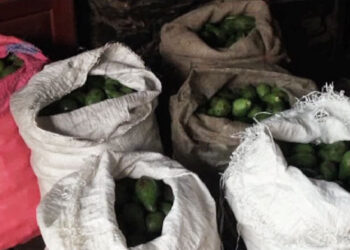 Market for avocado from Zhemgang dwindles