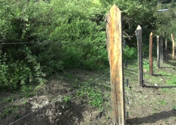 Preservation of crane roosting ground benefits rice growers in Trashi Yangtse