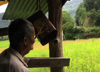 Human-wildlife conflict remains a major challenge for rice growers in Punakha