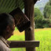 Human-wildlife conflict remains a major challenge for rice growers in Punakha