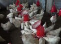 Duenchukha School’s poultry farm doing well