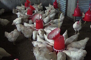 Duenchukha School’s poultry farm doing well
