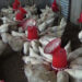Duenchukha School’s poultry farm doing well
