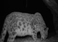 Art exhibition marks snow leopard day
