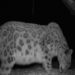 Art exhibition marks snow leopard day