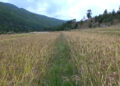 Water scarcity, limited farm mechanisation impede rice cultivation in Bumthang