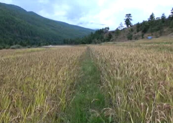 Water scarcity, limited farm mechanisation impede rice cultivation in Bumthang