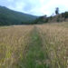 Water scarcity, limited farm mechanisation impede rice cultivation in Bumthang