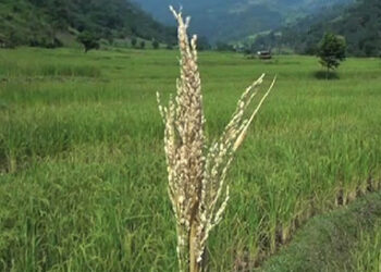 Brown spot disease affects paddy in Monggar’s Saling Gewog