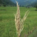 Brown spot disease affects paddy in Monggar’s Saling Gewog