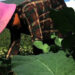Punakha’s vegetable production growing