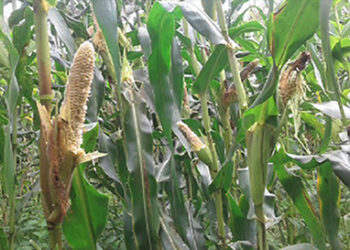 Rats destroy maize fields in Largyab