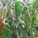Rats destroy maize fields in Largyab