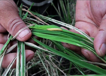 Rice leaffolder caterpillars affect paddy field in Phuentshogthang