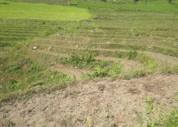 Shortage of irrigation water forces farmers in Yongsibi to leave their fields fallow