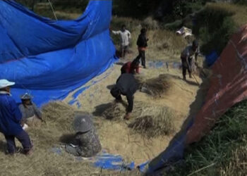 Rice production increases in Radhi Gewog