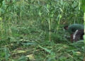 Wild boars ravage maize in Nangkor