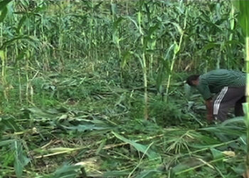 Wild boars ravage maize in Nangkor
