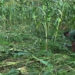 Wild boars ravage maize in Nangkor