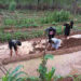 Agriculture and food security subject to be regularised in schools