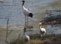 Black-necked cranes spotted in Tang