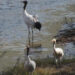 Black-necked cranes spotted in Tang