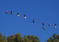 150 black-necked cranes arrive in Bhutan