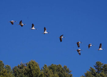 150 black-necked cranes arrive in Bhutan