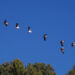 150 black-necked cranes arrive in Bhutan