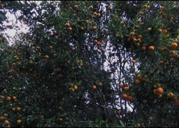Bumper orange harvest expected in Gozhi