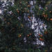 Bumper orange harvest expected in Gozhi