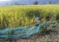 Elephant kills man in Samrang Gewog