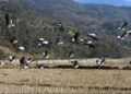 Phobjikha sees increasing number of black-necked cranes