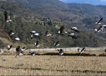 Phobjikha sees increasing number of black-necked cranes