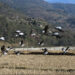 Phobjikha sees increasing number of black-necked cranes