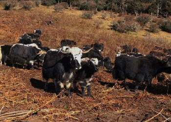 Snow leopards threaten yak farming in Haa
