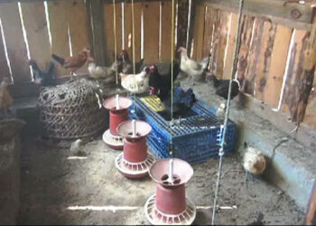 Baepam farmers continue native chicken farming