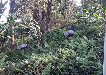Peafowl sighted in Dophuchen Gewog in Samtse