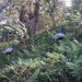Peafowl sighted in Dophuchen Gewog in Samtse