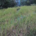 Rats ravaging paddy crops in Gosarling