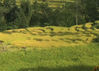 Rice farmers in Dophuchen expecting bountiful yield