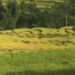Rice farmers in Dophuchen expecting bountiful yield