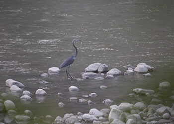 White-bellied Heron sighted in Kurichhu