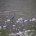 White-bellied Heron sighted in Kurichhu