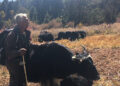 Yak rearing on decline in Haa Uesu